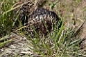 Short-beaked Echidna.20101109_3536