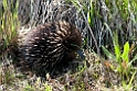 Short-beaked Echidna.20101109_3539