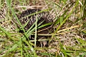 Short-beaked Echidna.20101109_3544