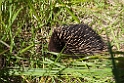 Short-beaked Echidna.20101109_3548