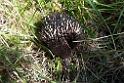 Short-beaked Echidna.20101109_3551