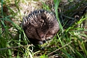 Short-beaked Echidna.20101109_3555