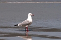 Silver Gull.20101113_4179