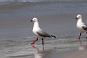 Silver Gull.20101113_4183