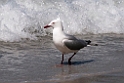 Silver Gull.20101113_4184