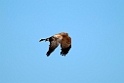 Spotted Harrier.20101102_3178