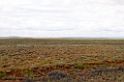 Strzelecki Track.20101030_1799
