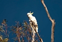 Sulphur-crested Cockatoo.20101119_4718