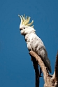 Sulphur-crested Cockatoo.20101121_4896