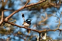 Superb Fairywren.20101111_3793