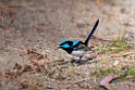 Superb Fairywren.20101113_4294