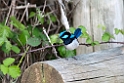Superb Fairywren.20101113_4304