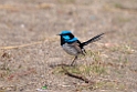 Superb Fairywren.20101113_4327