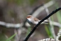 Superb Fairywren.20101121_5033