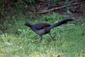 Superb Lyrebird.20101124_5196