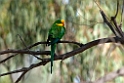 Superb Parrot.20101119_4770