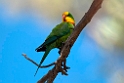 Superb Parrot.20101119_4779