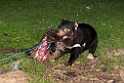 Tasmanian Devil.20101111_3990