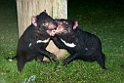 Tasmanian Devil.20101111_4003