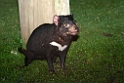 Tasmanian Devil.20101111_4050