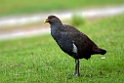 Tasmanian Native-Hen.20101113_4362