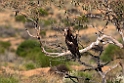 Wedge-tailed Eagle.20101102_3048