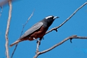 White-browed Wood-swallow.20101105_3277