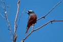 White-browed Wood-swallow.20101105_3302