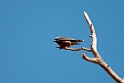 White-browed Woodswallow.20101031_2256