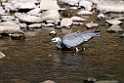 White-faced Heron.20101109_3635