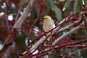 White-plumed Honeyeater.20101030_1921