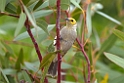 White-plumed Honeyeater.20101030_1942
