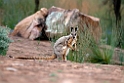 Yellow-footed Rock Wallaby.20101104_3242