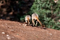 Yellow-footed Rock Wallaby.20101104_3256