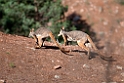 Yellow-footed Rock Wallaby.20101104_3257
