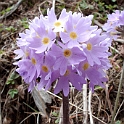 Blomst.20100424_0728