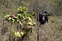 Cow.20100424_0159