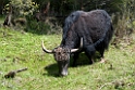 Cow.20100424_0160