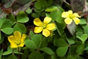 Flower.20100503_0913