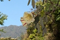 Flower.20100503_0958