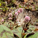 Flowers.20100424_0573