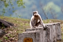 Golden Langur.20100424_0211