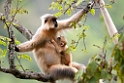 Golden Langur.20100424_0225