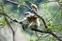 Golden Langur.20100424_0250
