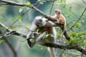 Golden Langur.20100424_0263