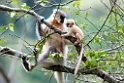 Golden Langur.20100424_0271