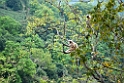 Golden Langur.20100424_0279
