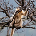 Golden Langur.20100424_0339