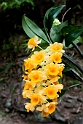Orchid.20100424_0199