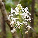 Orchid.20100424_0290